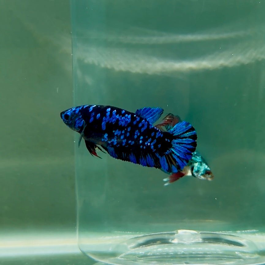 Plakat Avatar Galaxy Female Betta F03