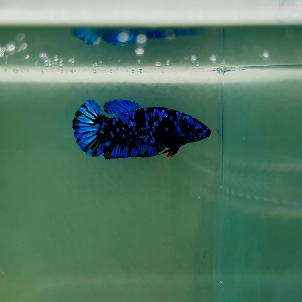 Plakat Avatar Galaxy Female Betta F03