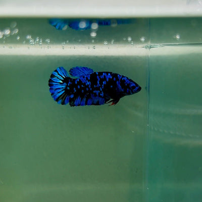 Plakat Avatar Galaxy Female Betta F03