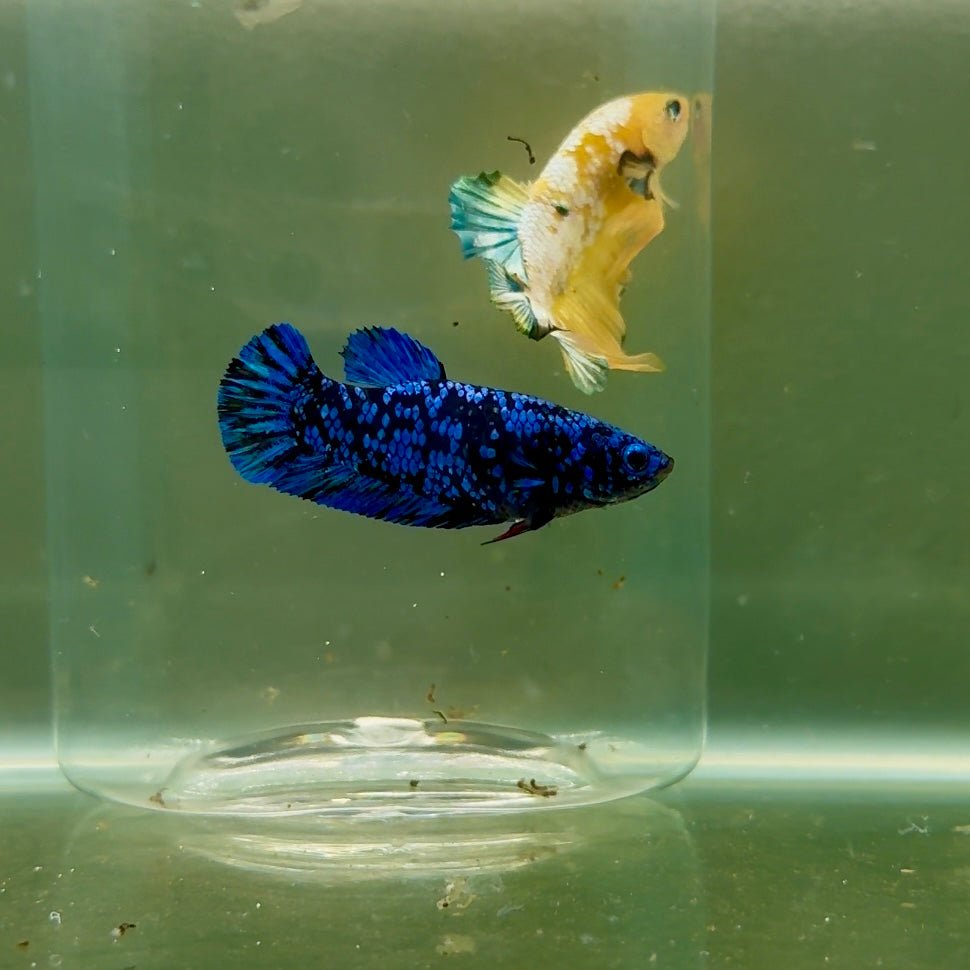 Plakat Avatar Galaxy Female Betta F04