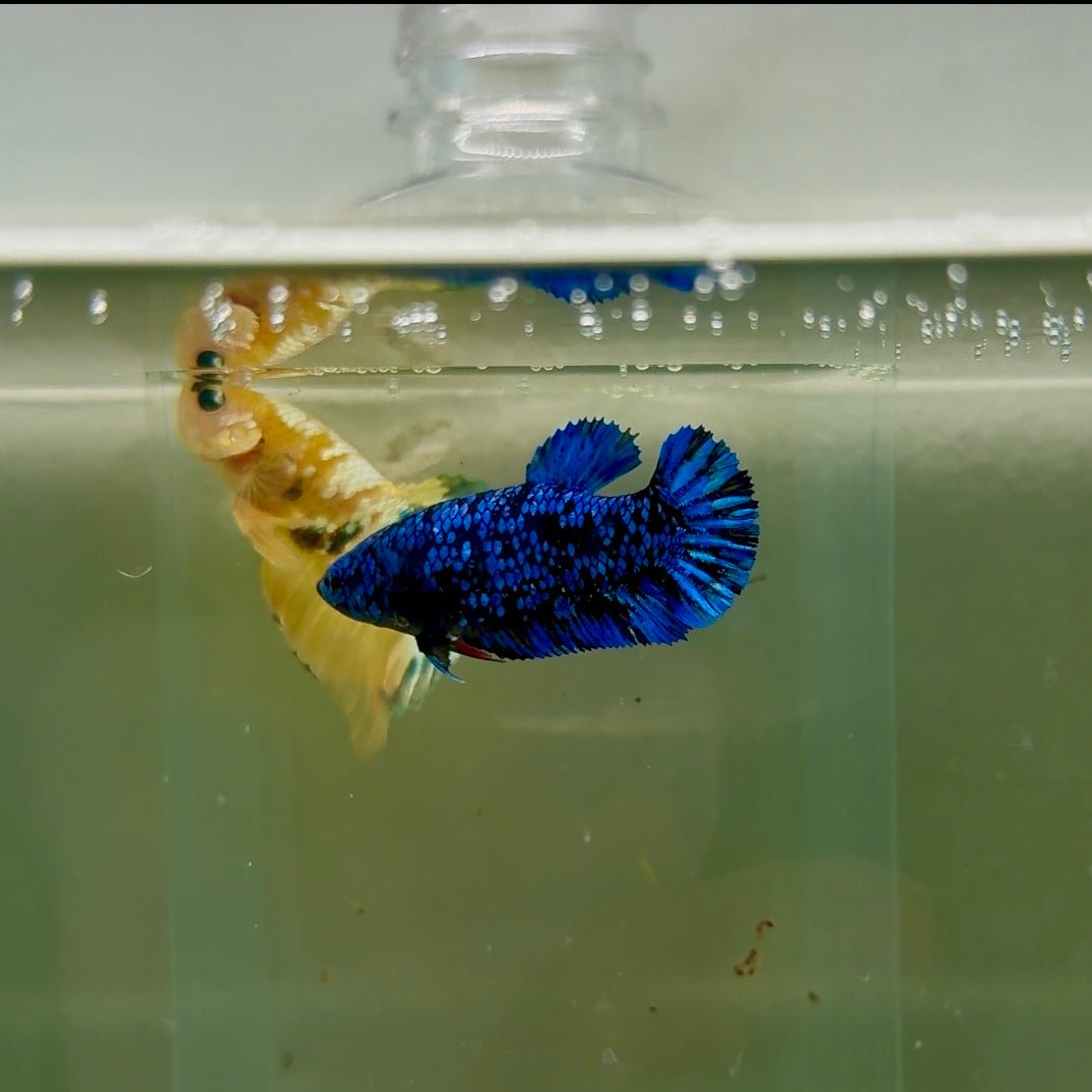 Plakat Avatar Galaxy Female Betta F04