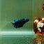 Plakat Avatar Galaxy Female Betta J40
