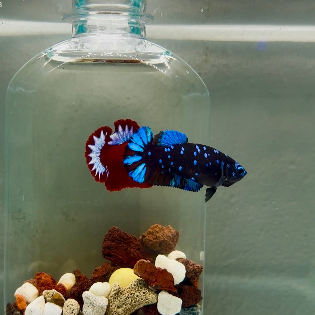 Plakat Avatar Galaxy Female Betta J41