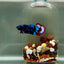 Plakat Avatar Galaxy Female Betta J41