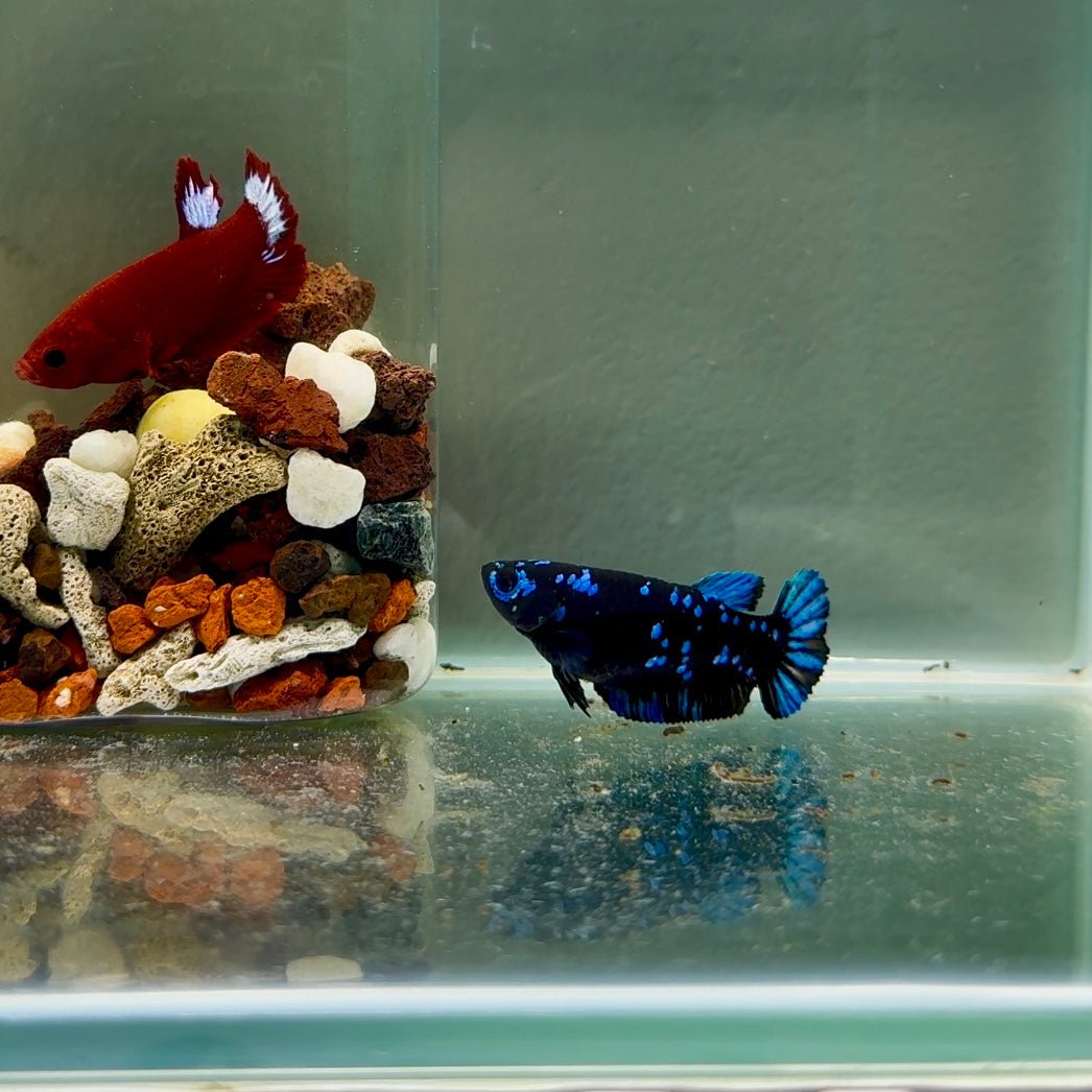 Plakat Avatar Galaxy Female Betta J41