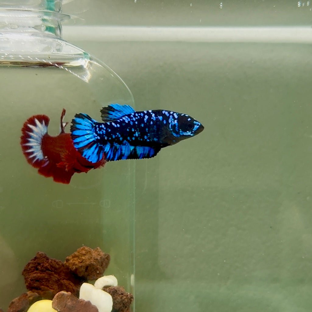 Plakat Avatar Galaxy Female Betta J42