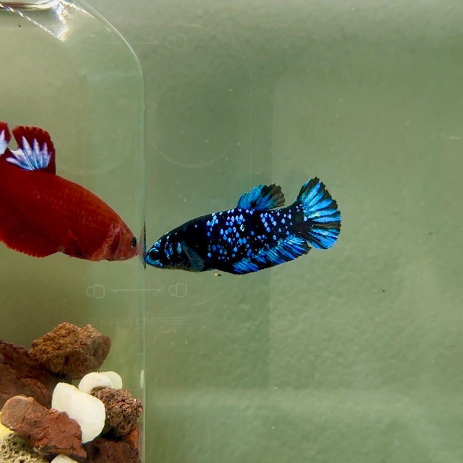 Plakat Avatar Galaxy Female Betta J42