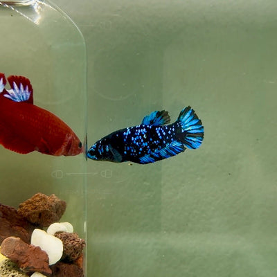 Plakat Avatar Galaxy Female Betta J42