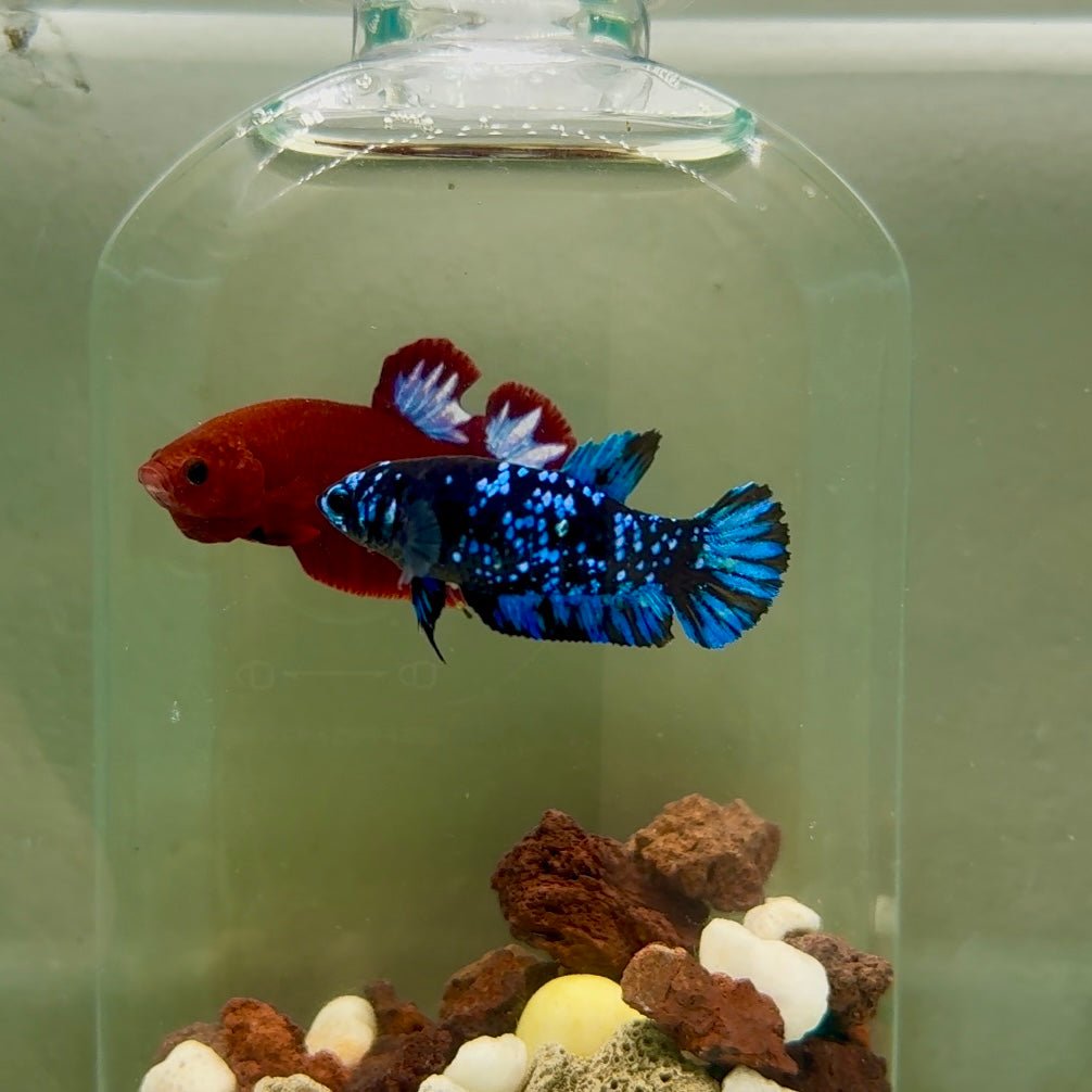 Plakat Avatar Galaxy Female Betta J42