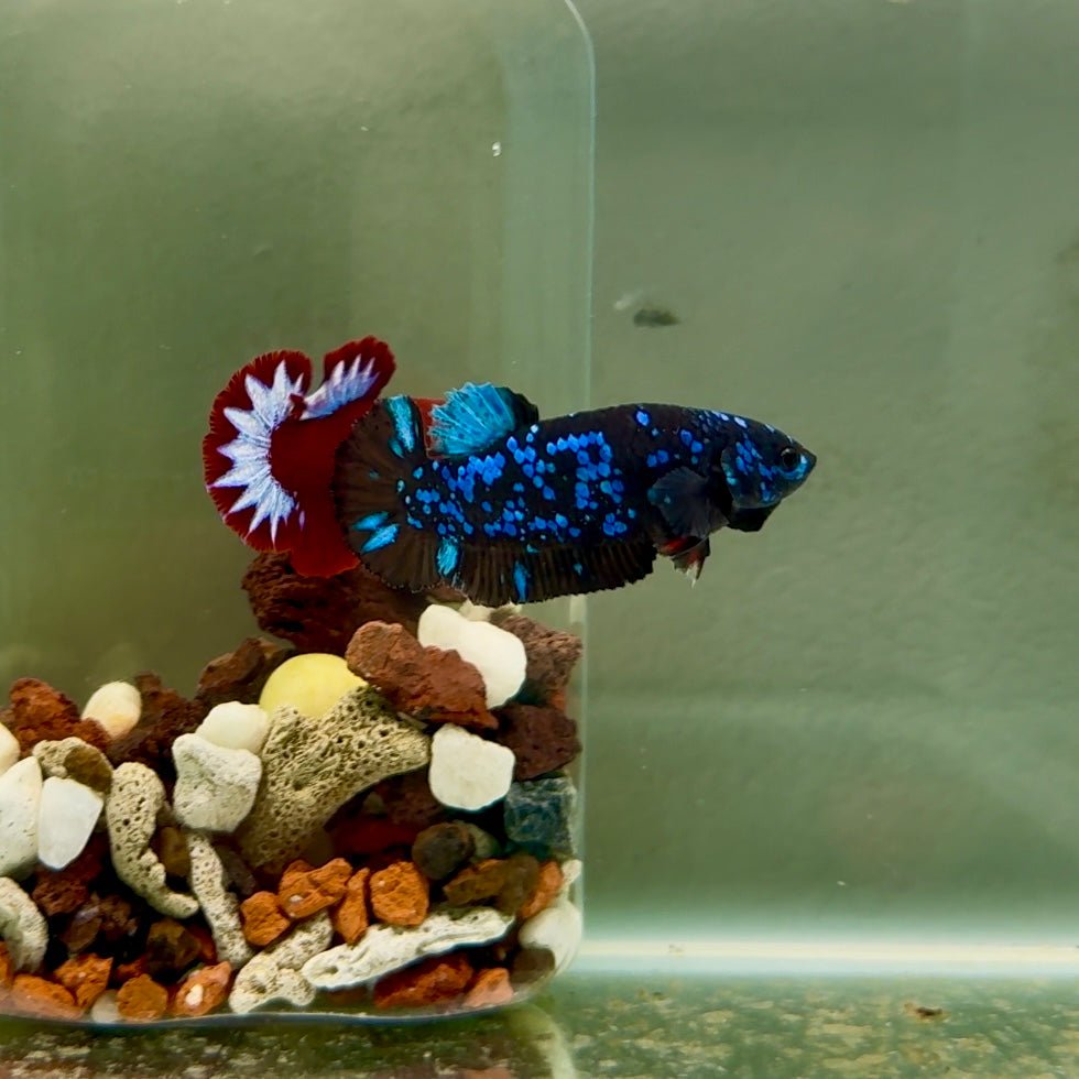 Plakat Avatar Galaxy Female Betta J43