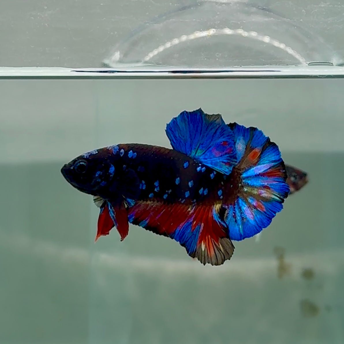 Plakat Avatar Galaxy Male Betta #Au21