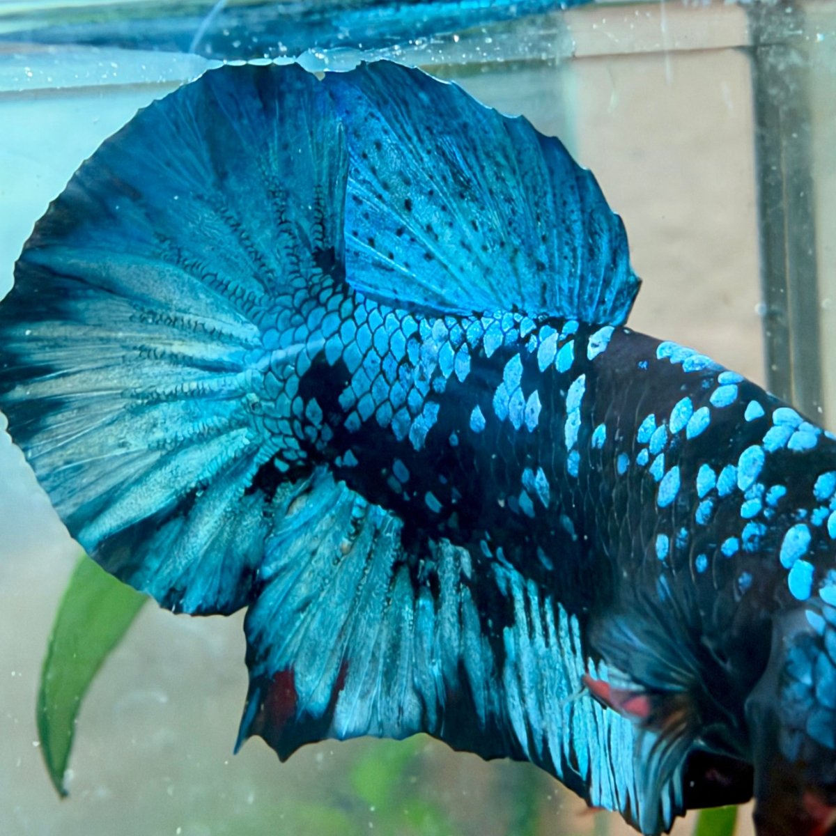 Plakat Avatar Galaxy Male Betta #Au21