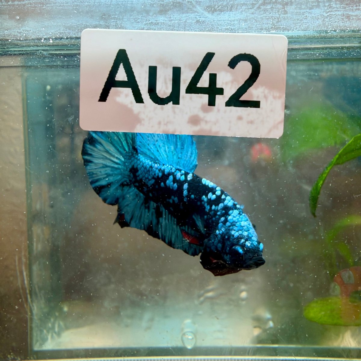 Plakat Avatar Galaxy Male Betta #Au21