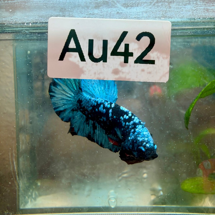 Plakat Avatar Galaxy Male Betta #Au21 Live Betta Fish Male betta