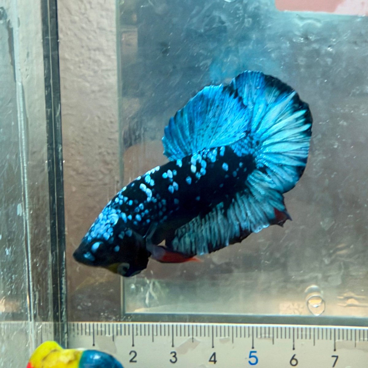 Plakat Avatar Galaxy Male Betta #Au21