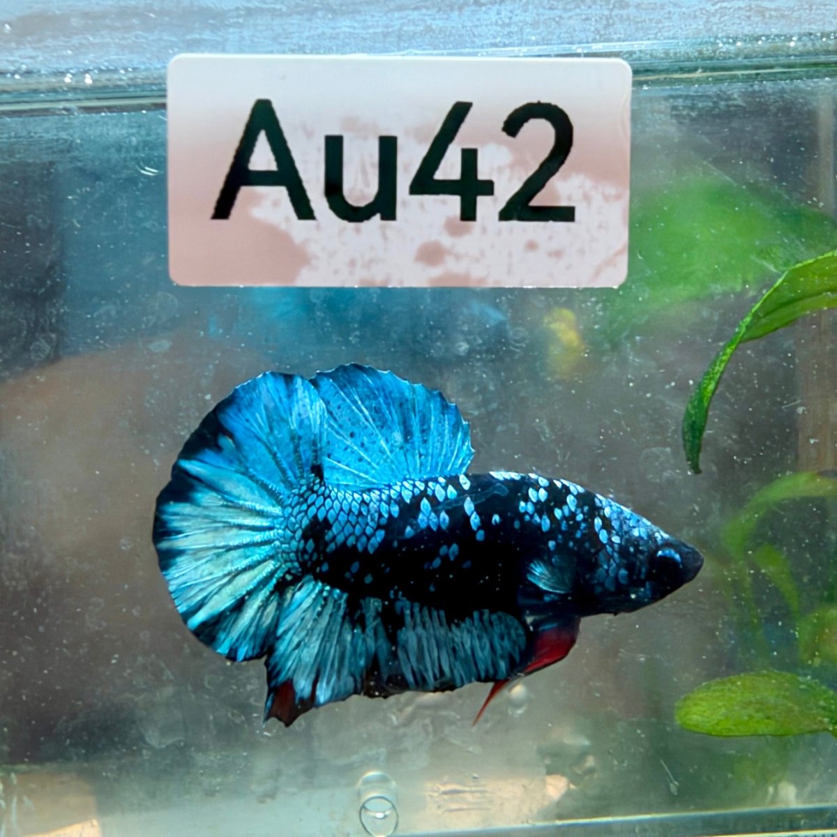 Plakat Avatar Galaxy Male Betta #Au21