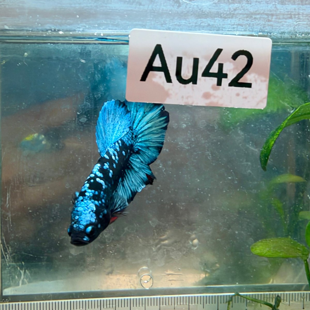 Plakat Avatar Galaxy Male Betta #Au21