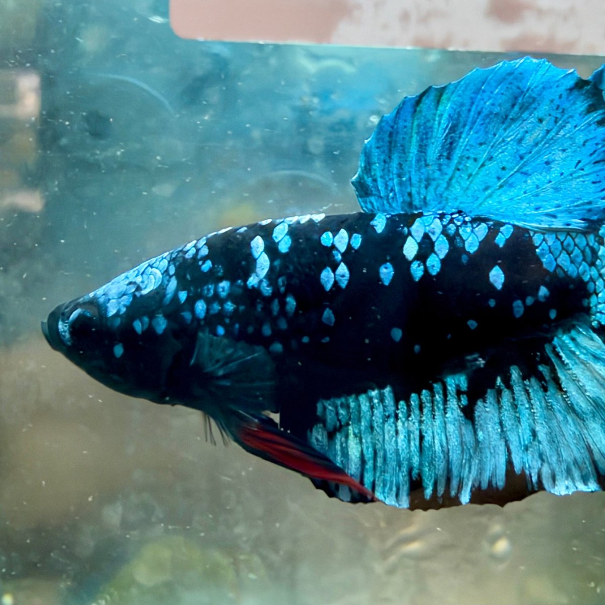 Plakat Avatar Galaxy Male Betta #Au21