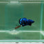 Plakat Avatar Galaxy Male Betta F05