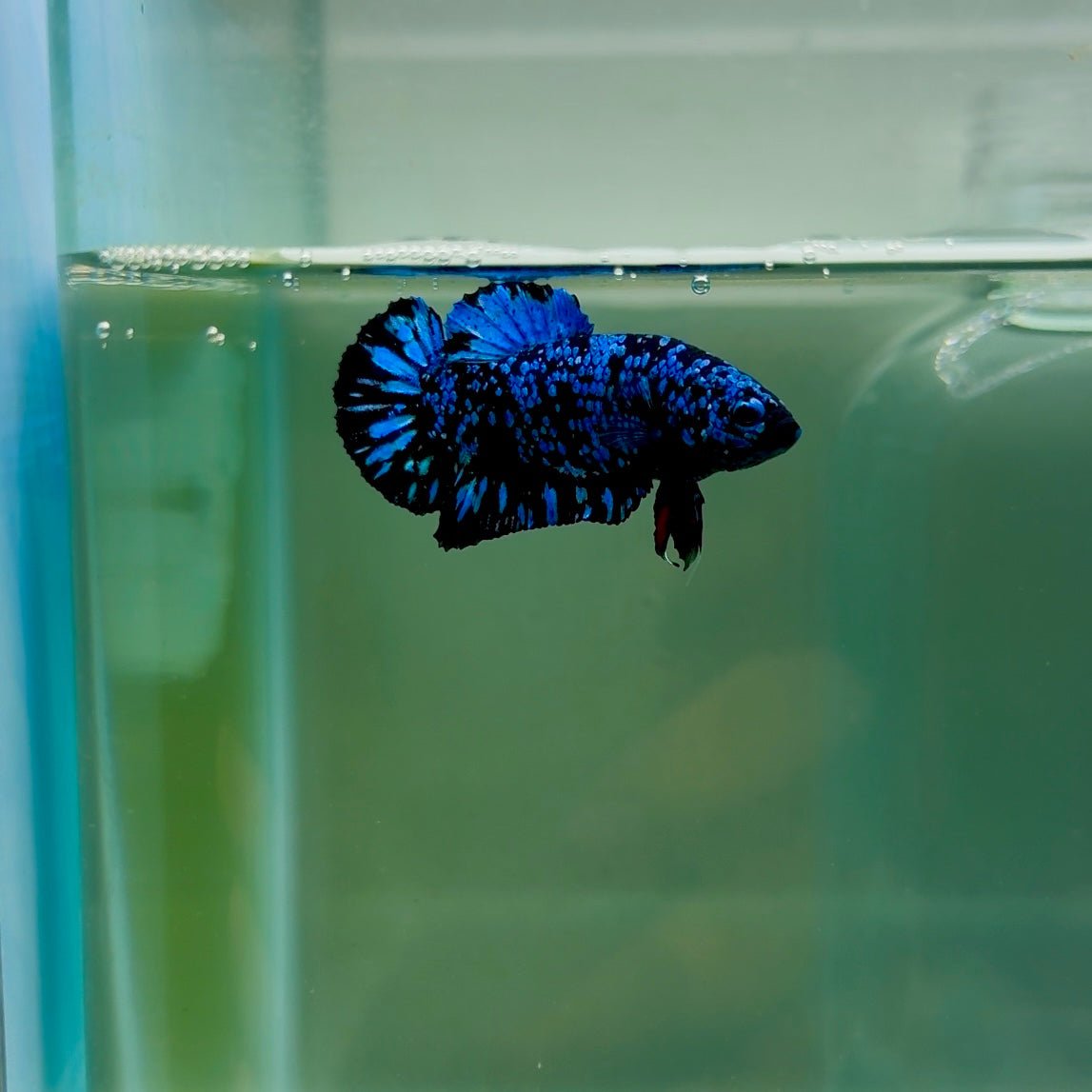 Plakat Avatar Galaxy Male Betta F05