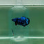 Plakat Avatar Galaxy Male Betta F05