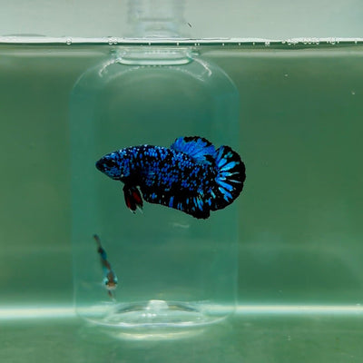 Plakat Avatar Galaxy Male Betta F05