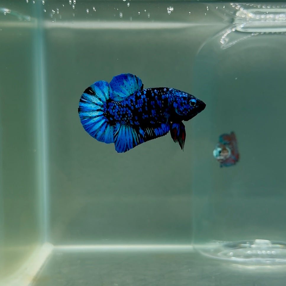 Plakat Avatar Galaxy Male Betta F06