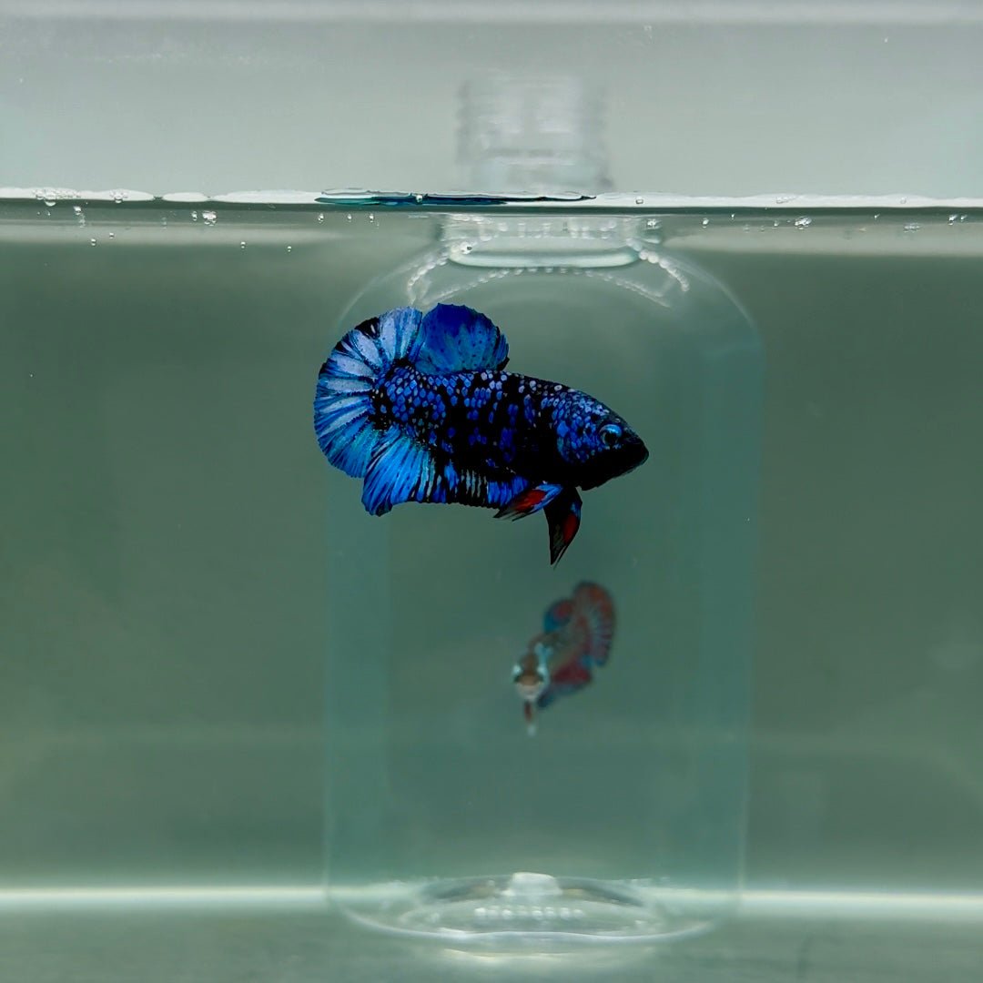 Plakat Avatar Galaxy Male Betta F06