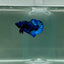 Plakat Avatar Galaxy Male Betta F06