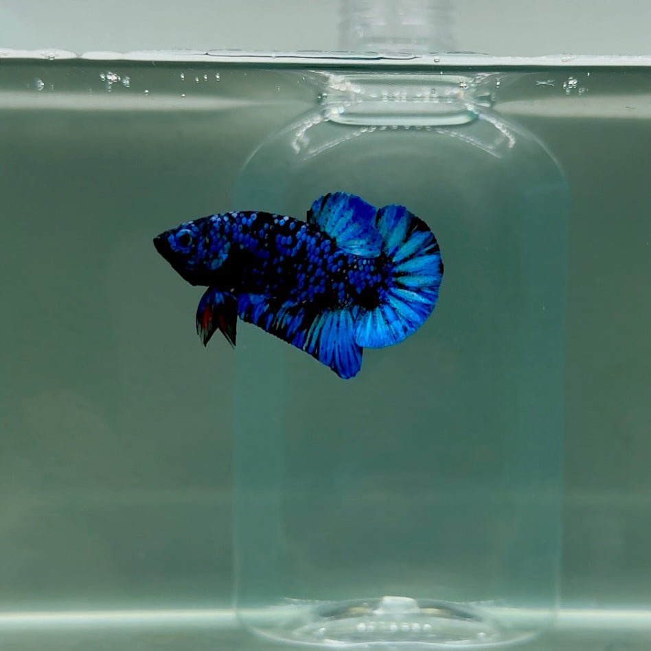 Plakat Avatar Galaxy Male Betta F06