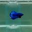 Plakat Avatar Galaxy Male Betta F07