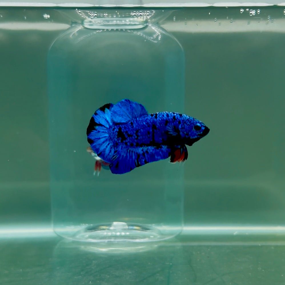 Plakat Avatar Galaxy Male Betta F07