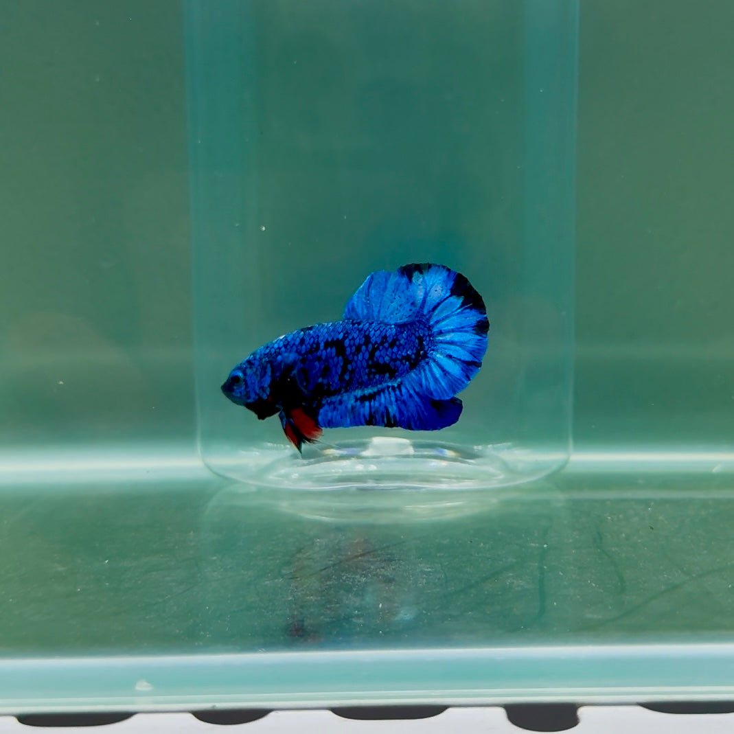 Plakat Avatar Galaxy Male Betta F07
