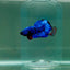 Plakat Avatar Galaxy Male Betta F07