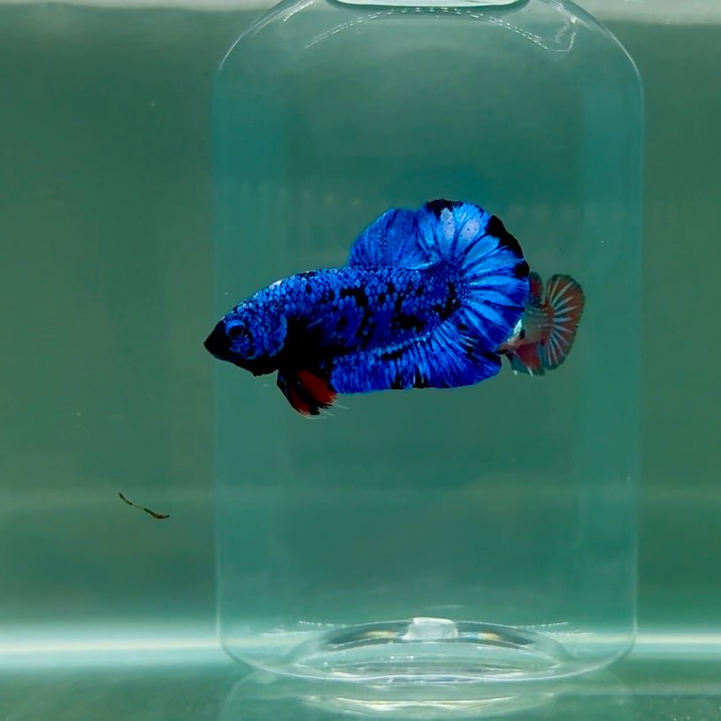 Plakat Avatar Galaxy Male Betta F07