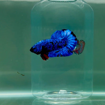 Plakat Avatar Galaxy Male Betta F07