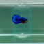 Plakat Avatar Galaxy Male Betta F07