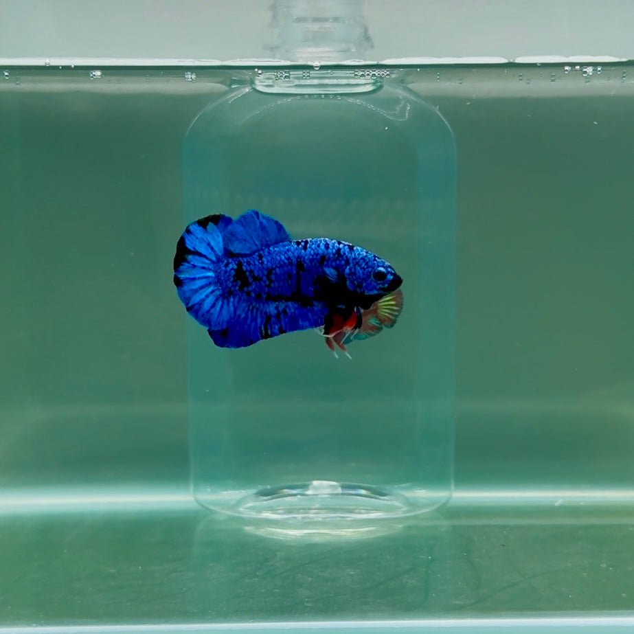 Plakat Avatar Galaxy Male Betta F07