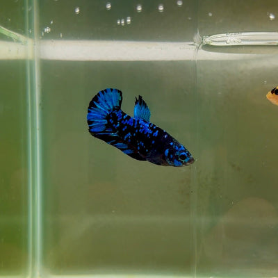 Plakat Avatar Galaxy Male Betta F37