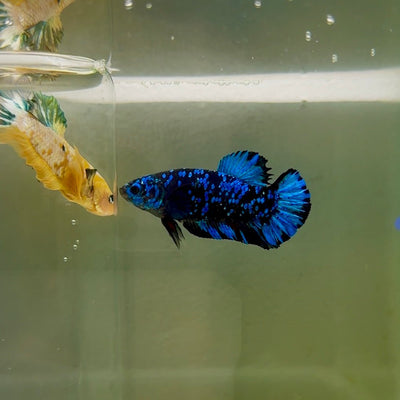 Plakat Avatar Galaxy Male Betta F37