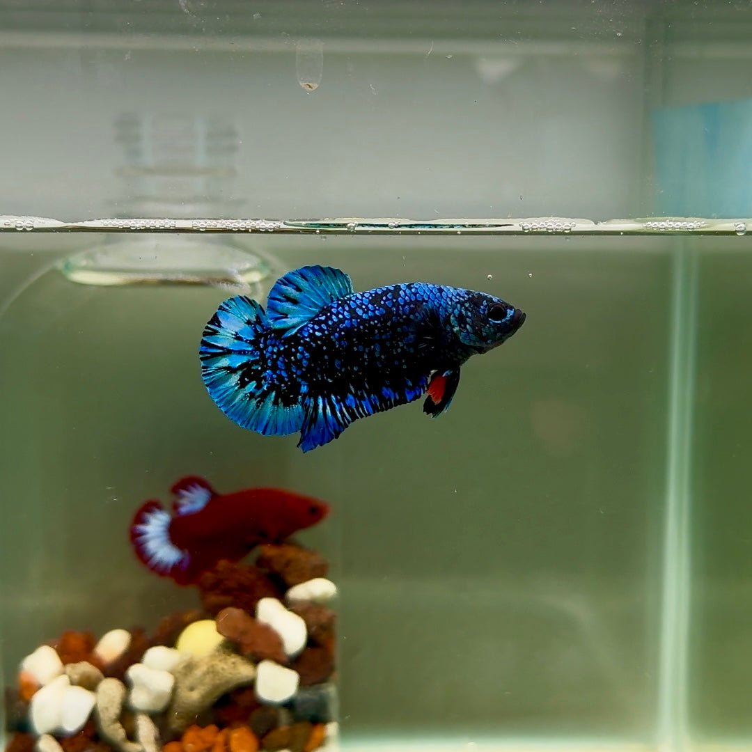 Plakat Avatar Galaxy Male Betta J33