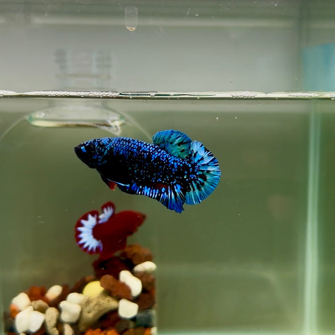 Plakat Avatar Galaxy Male Betta J33