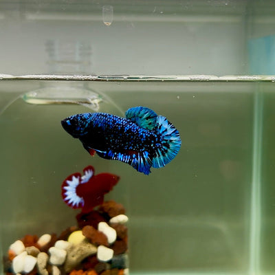 Plakat Avatar Galaxy Male Betta J33