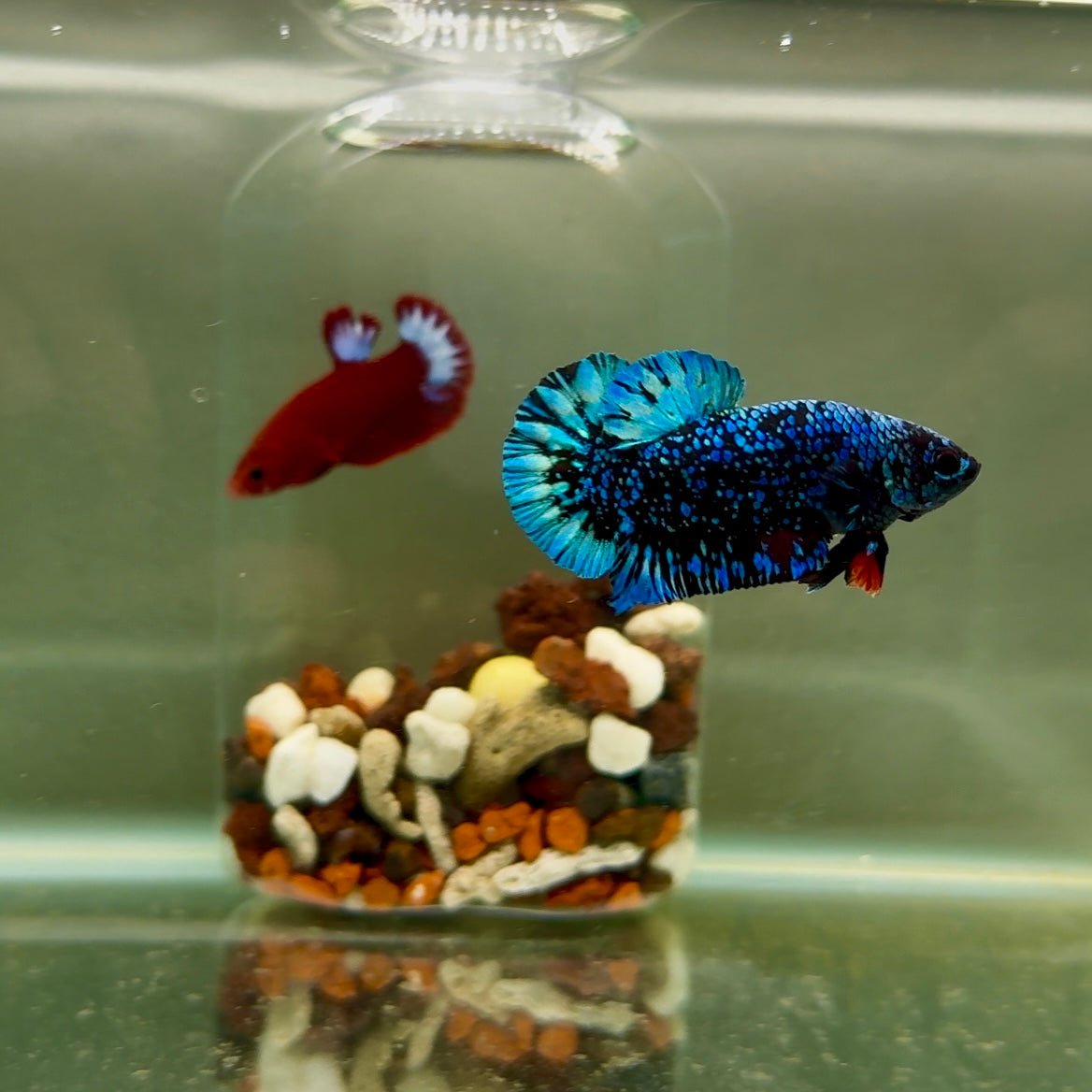 Plakat Avatar Galaxy Male Betta J33