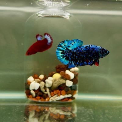 Plakat Avatar Galaxy Male Betta J33