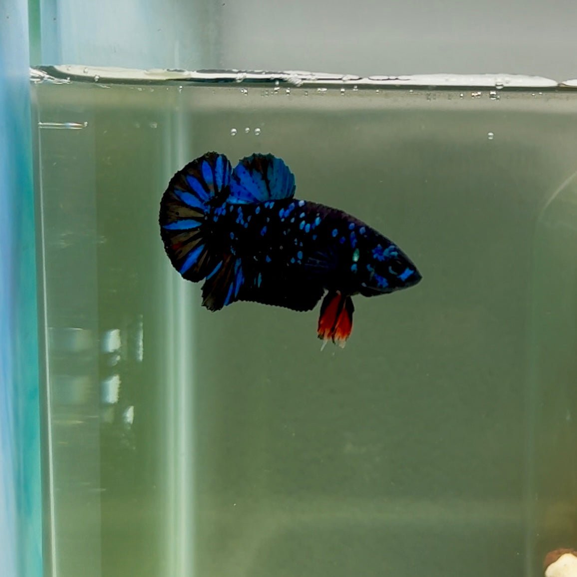 Plakat Avatar Galaxy Male Betta J34
