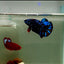 Plakat Avatar Galaxy Male Betta J34