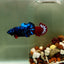 Plakat Avatar Galaxy Male Betta J34