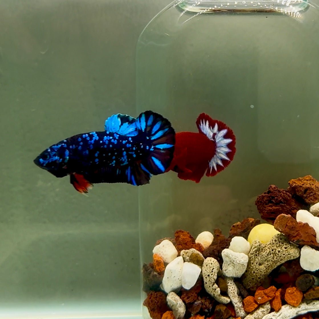 Plakat Avatar Galaxy Male Betta J34