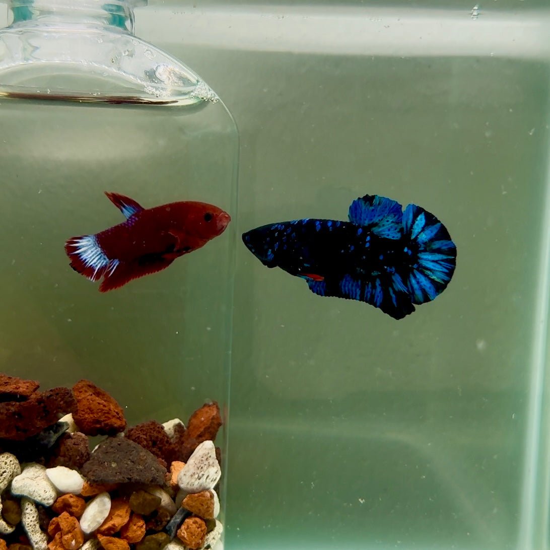 Plakat Avatar Galaxy Male Betta J36